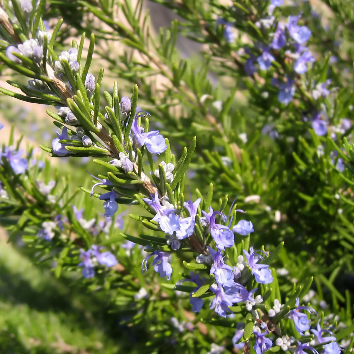 Rosmarinus officinalis - Rozemarijn - Rozemarijn