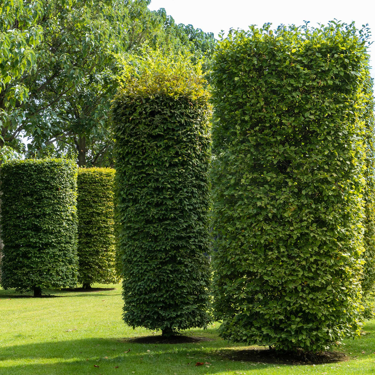 Carpinus betulus - Haagbeuk - Haagbeuk
