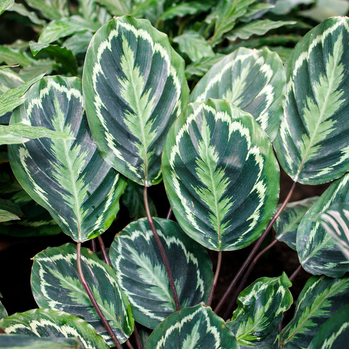 Calathea medaillon - Pauwenplant 'Medaillon' - Calathea