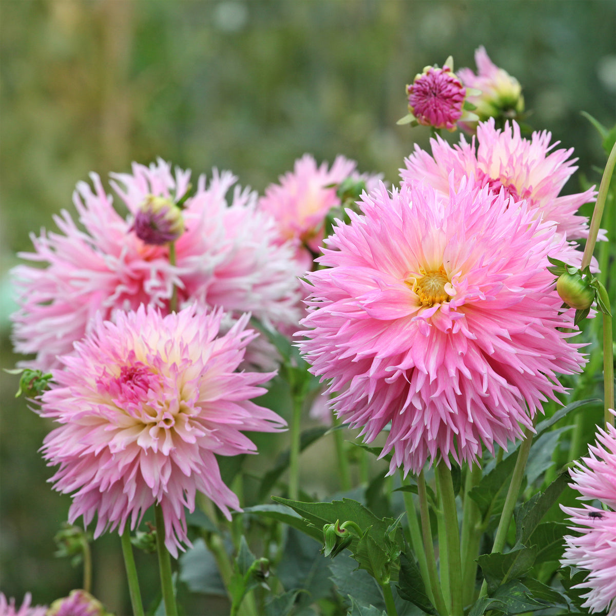 Dahlia 'Nadia Ruth' (x3) - Willemse