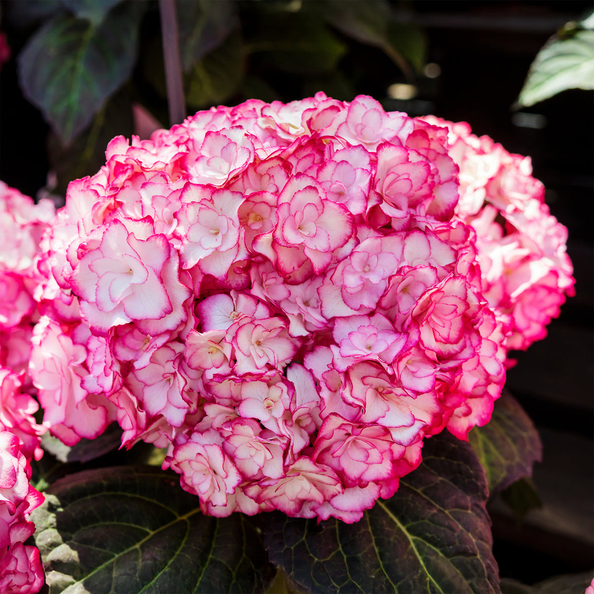 Hydrangea macrophylla miss saori (h2002) - Boerenhortensia 'Miss Saori'® - Hortensia macrophylla