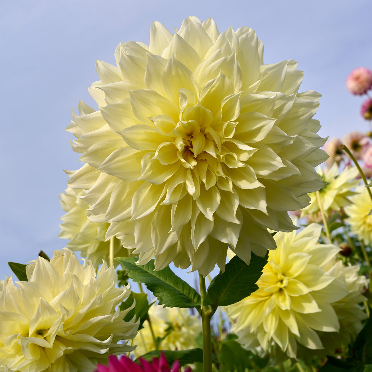 Dubbelbloemige Dahlia 'Kelvin Floodlight' (x3) - Willemse