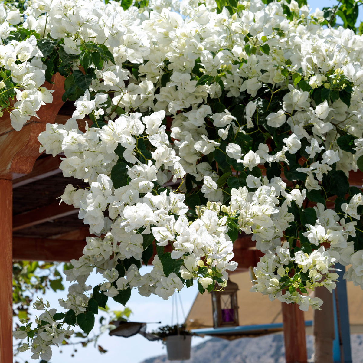 Bougainville 'White Cascade' - Willemse