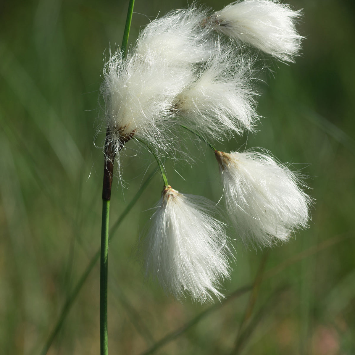 Eriophorum angustifolium - Smalbladige Cottonwood - Alle vijverplanten