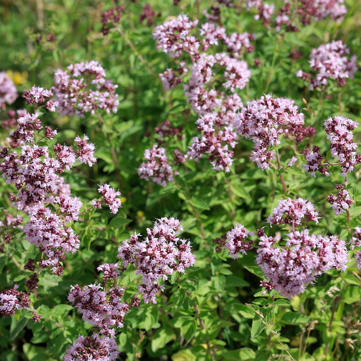 Oregano - Willemse