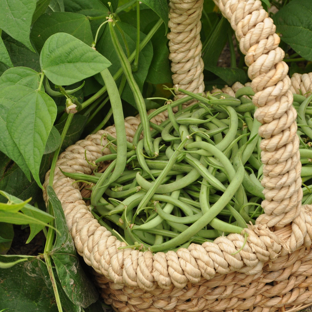 Phaseolus vulgaris Contender - Sperzieboon 'Contender' - Bonenzaden