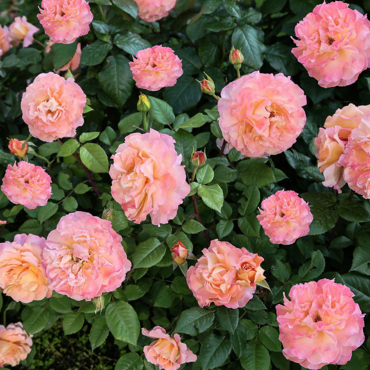 Grootbloemige rozen - Grootbloemige roos 'Augusta Louise'® - Rosa augusta louise