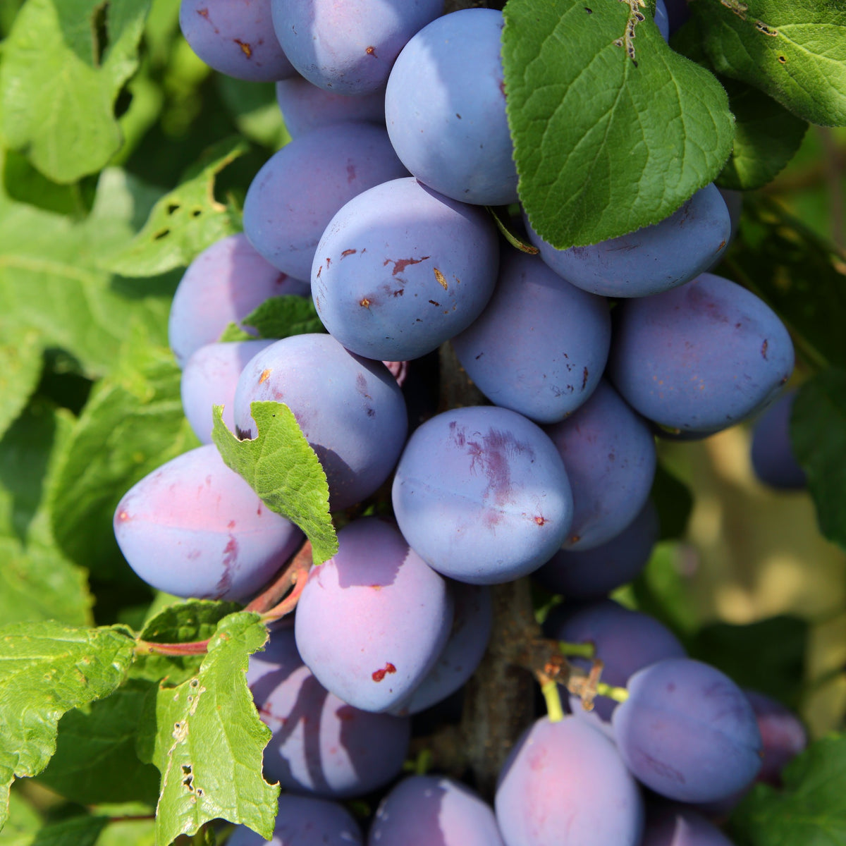 Mini pruimenboom 'Black Amber' - Willemse