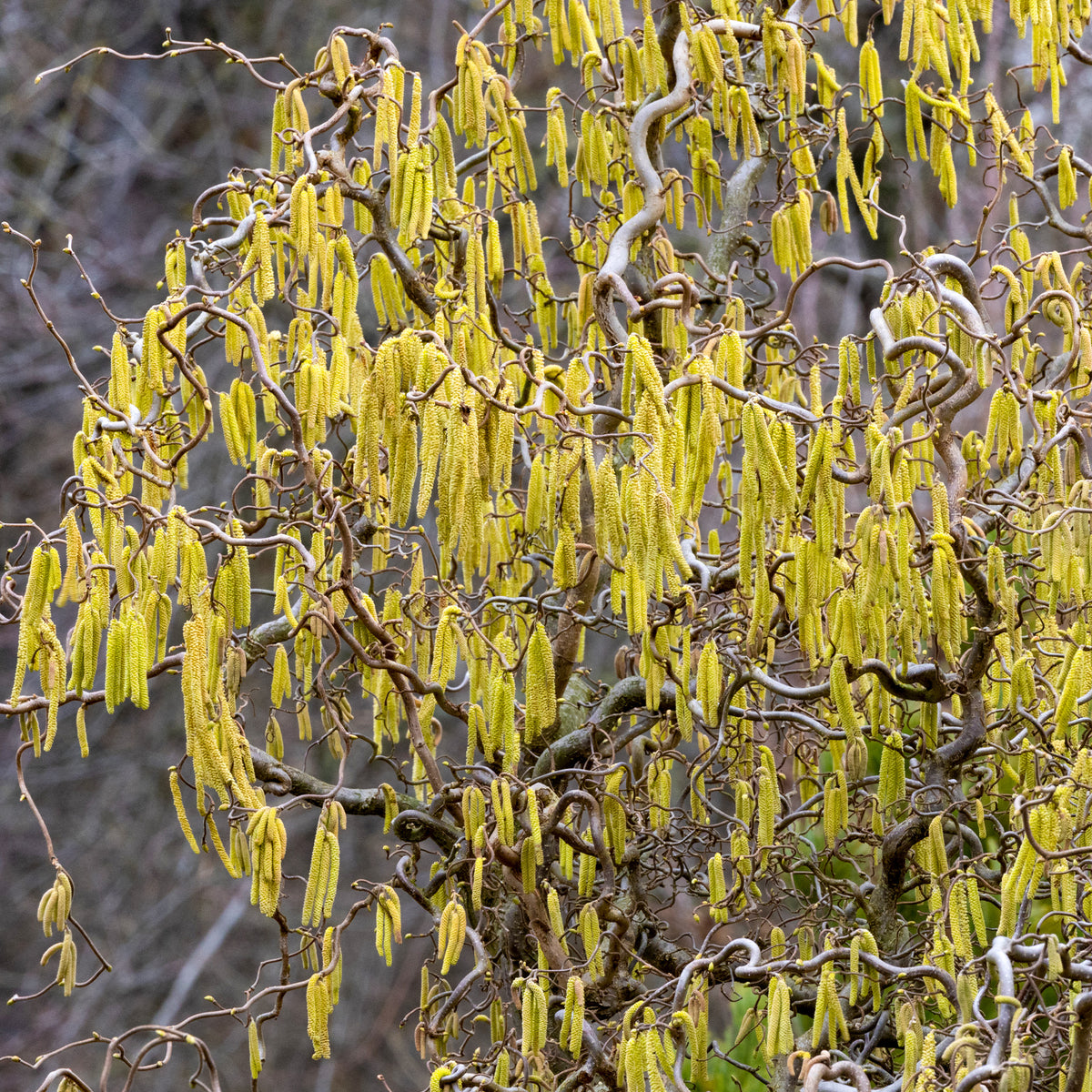 Kronkelhazelaar 'Contorta' - Willemse