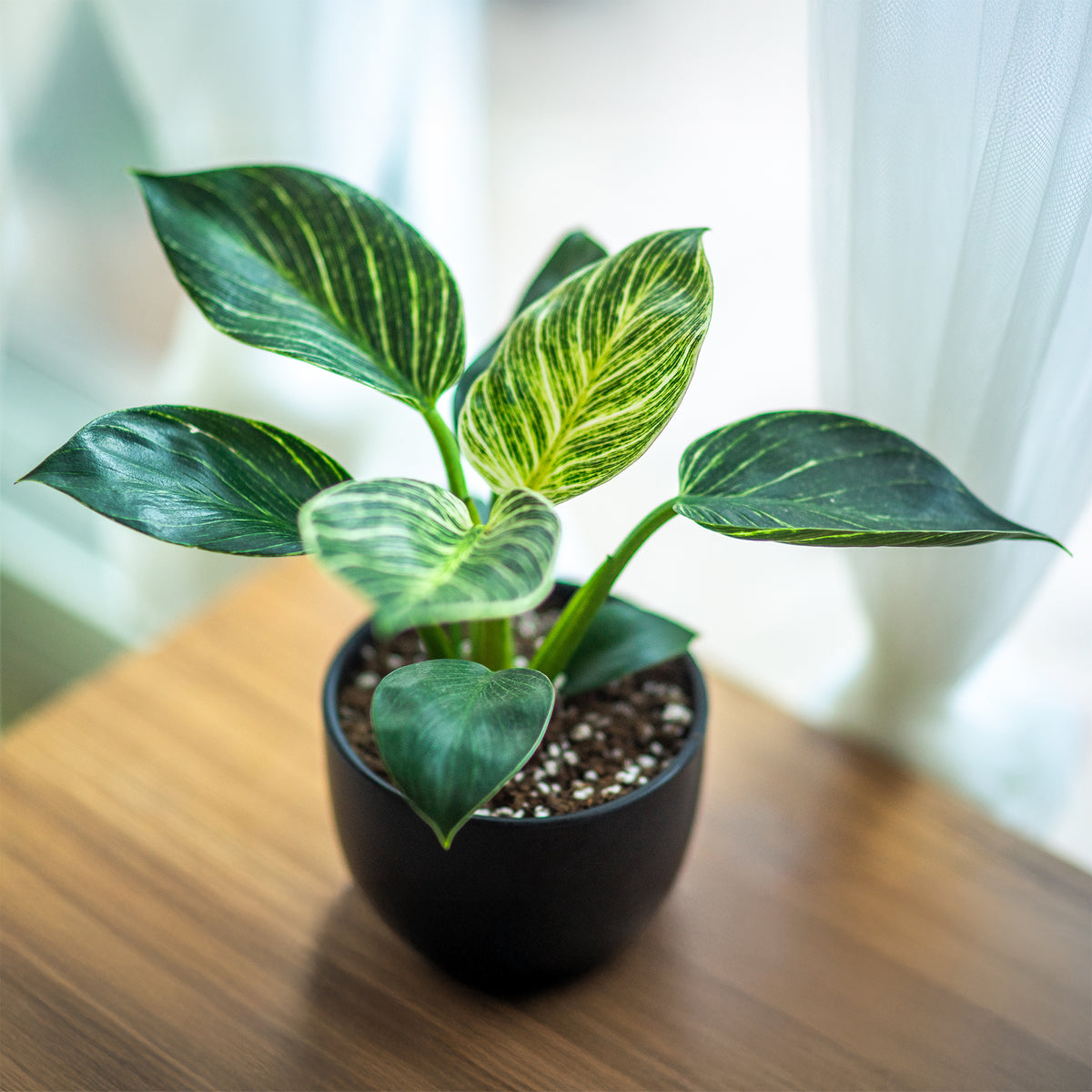 Philodendron Monstera White Wave - Philodendron white wave - Willemse