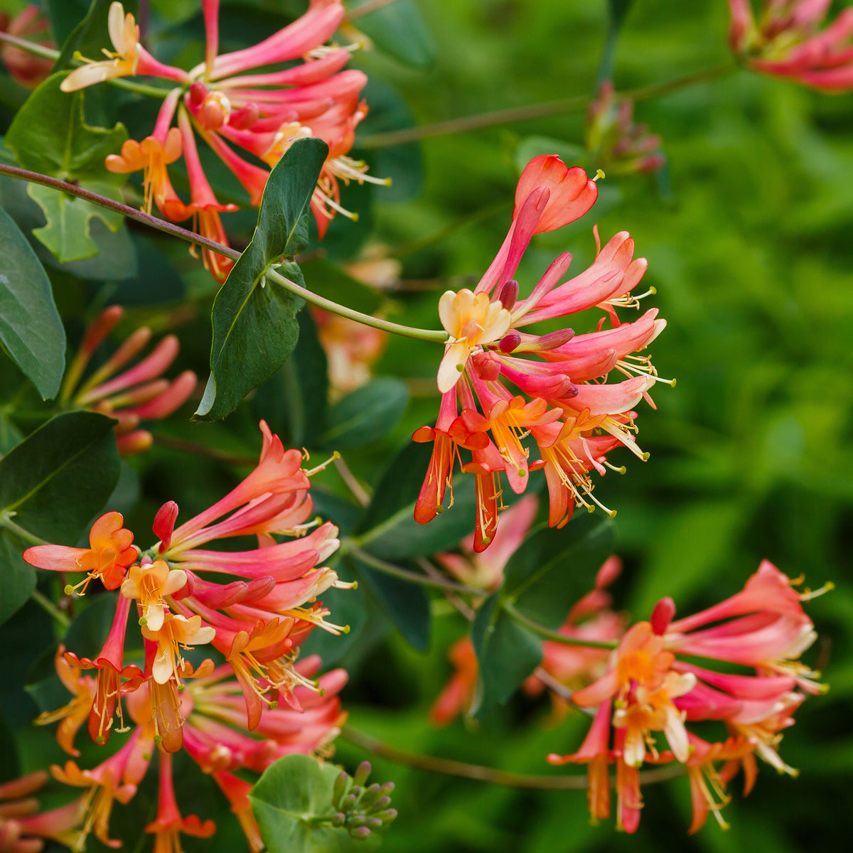 Kamperfoelie 'Dropmore Scarlet'