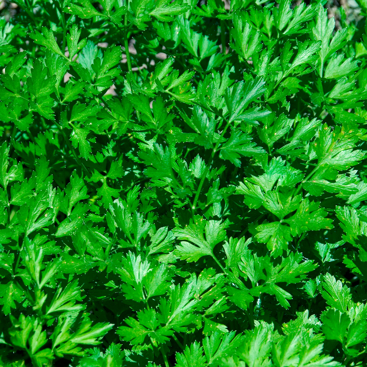 Gewone Peterselie Commun 2 - Petroselinum crispum Commun 2 - Willemse