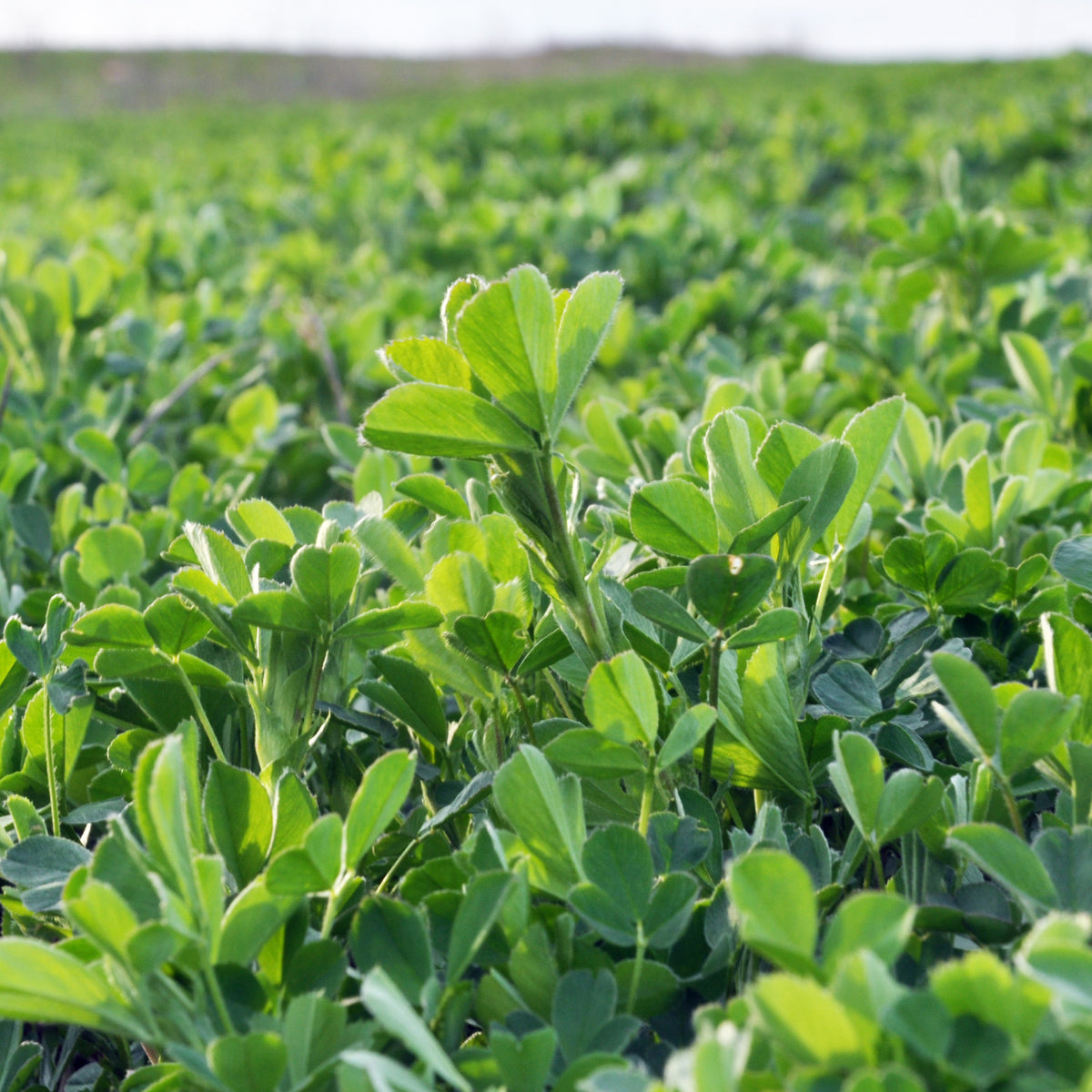 Alfalfa Medicago sativa - Medicago sativa - Willemse