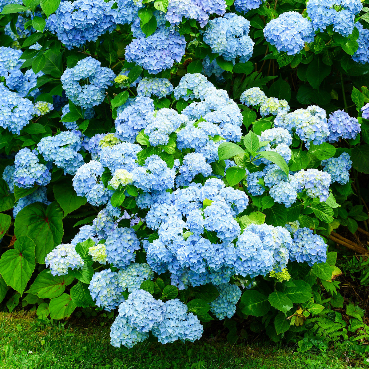 Hortensia macrophylla - Blauwe Boerenhortensia - Hydrangea macrophylla