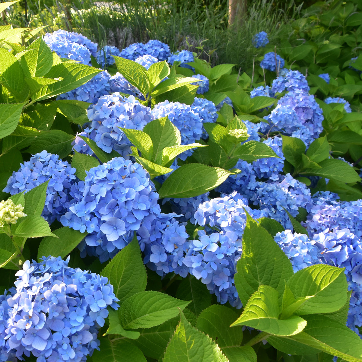 Blauwe Boerenhortensia - Hydrangea macrophylla - Willemse