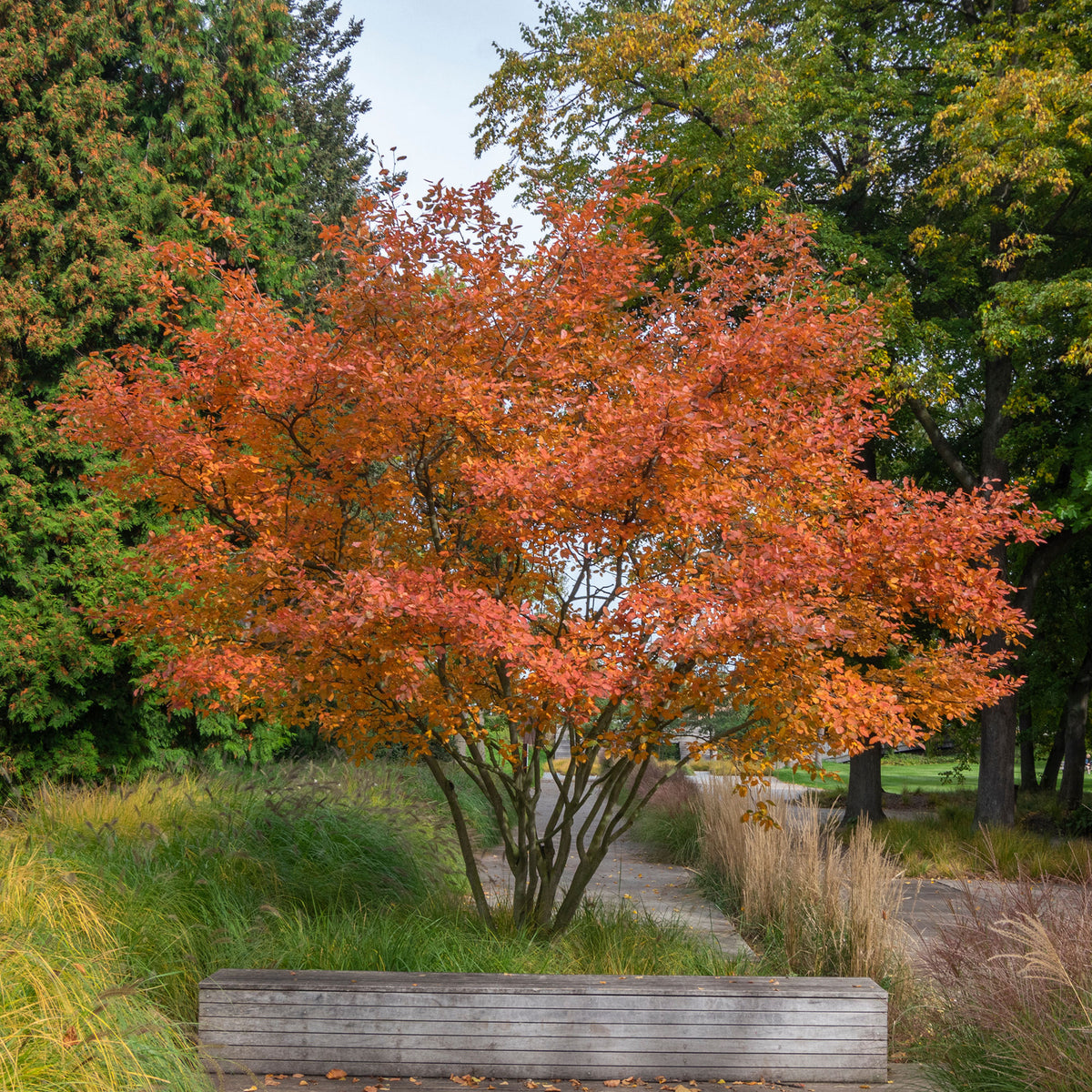 Bloeiende heesters - Krentenboom - Amelanchier lamarckii