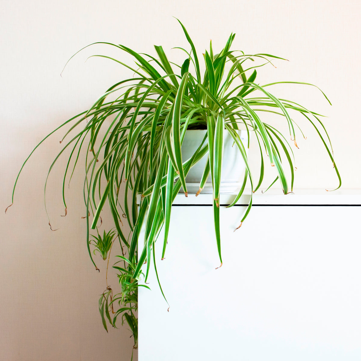 Graslelie 'Vittatum' - Willemse