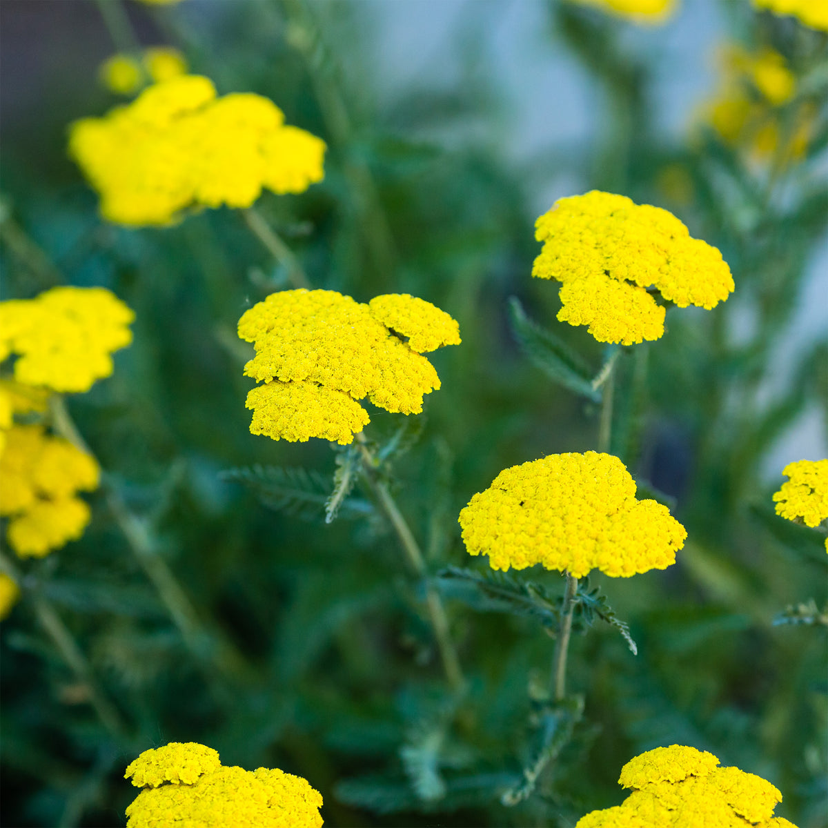 Duizendblad - Willemse