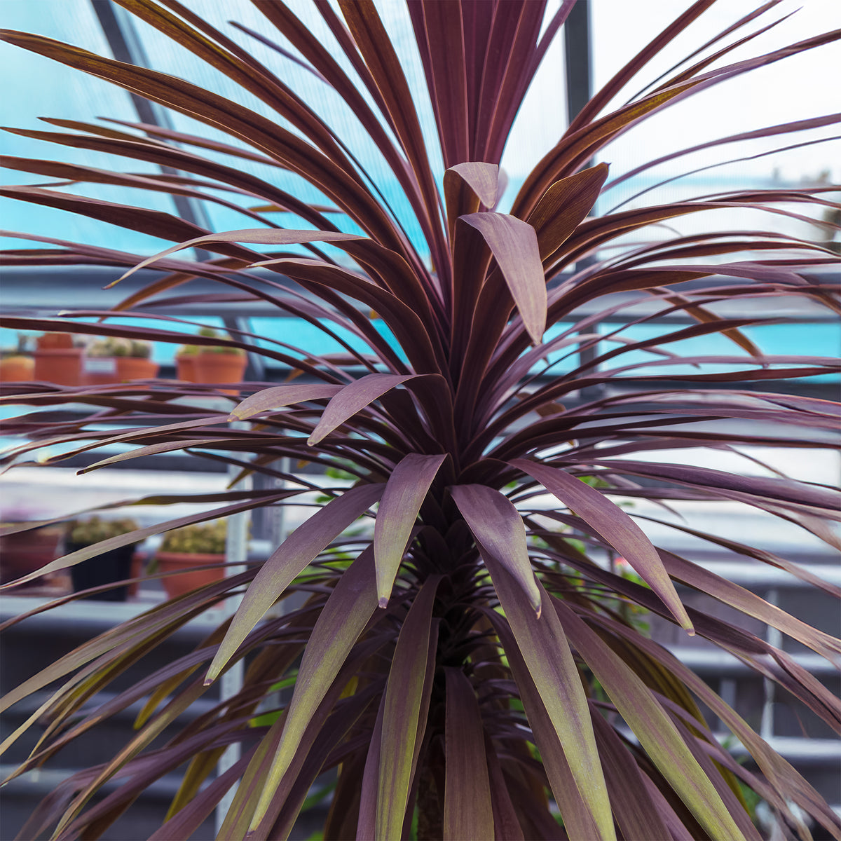 Australische cordyline Choc-Mint® - Cordyline australis Choc-Mint® - Willemse