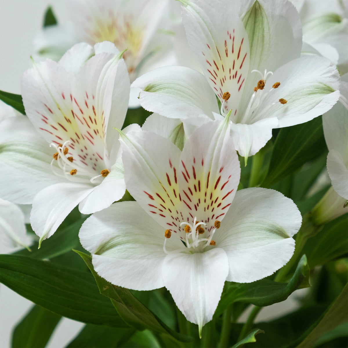 Inca Lelie - Alstroemeria Majestic Mazé - Alstroemeria Majestic Mazé - Willemse