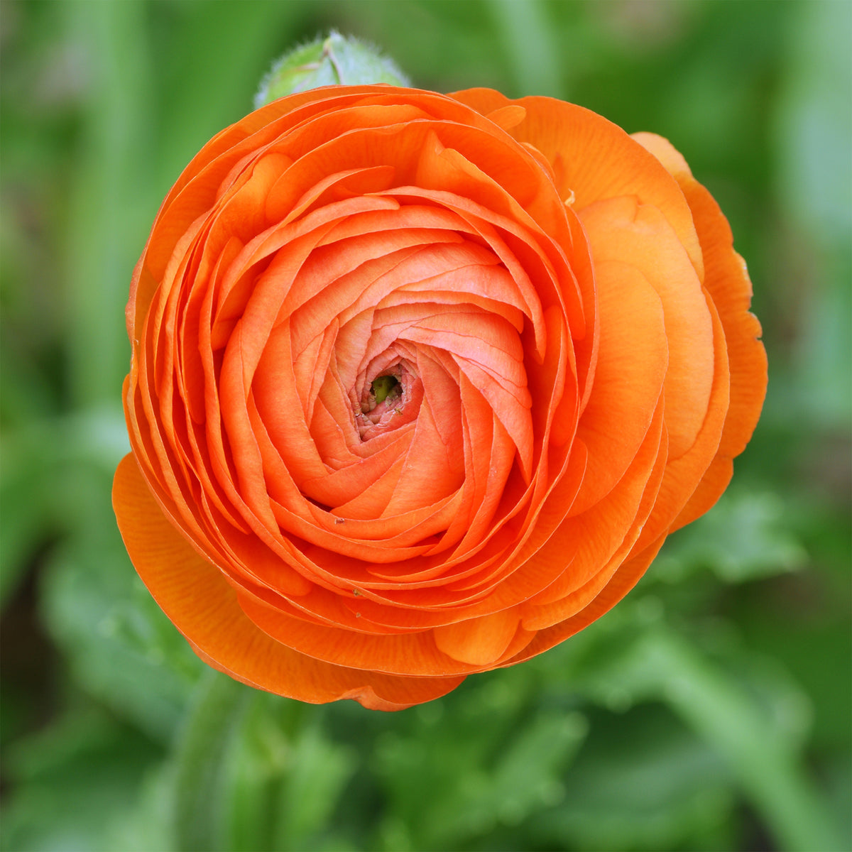 Ranonkel Orange Flame (10x) - Ranunculus Orange Flame - Willemse