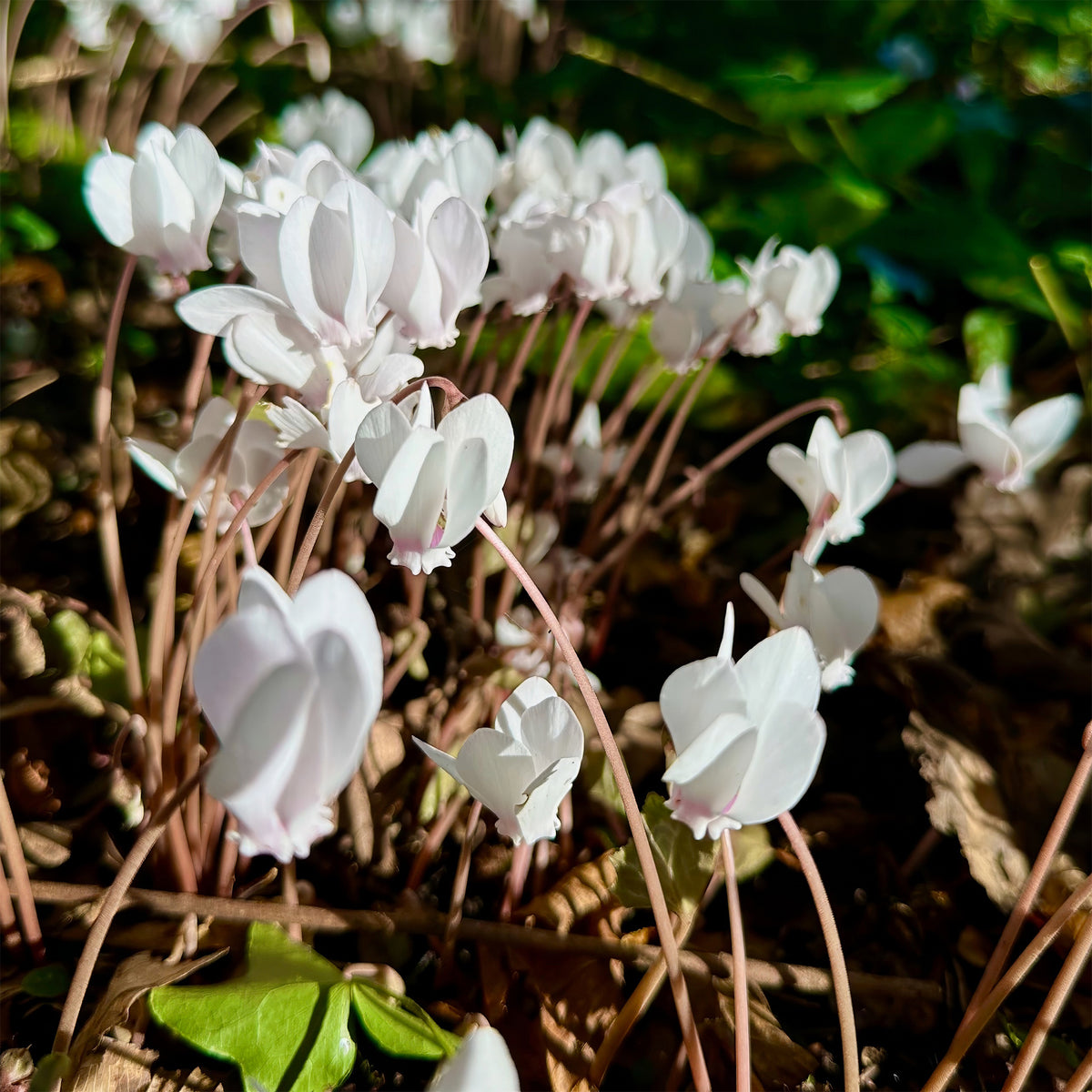 Alpenviooltje - Cyclamen hederifolium Album - Willemse