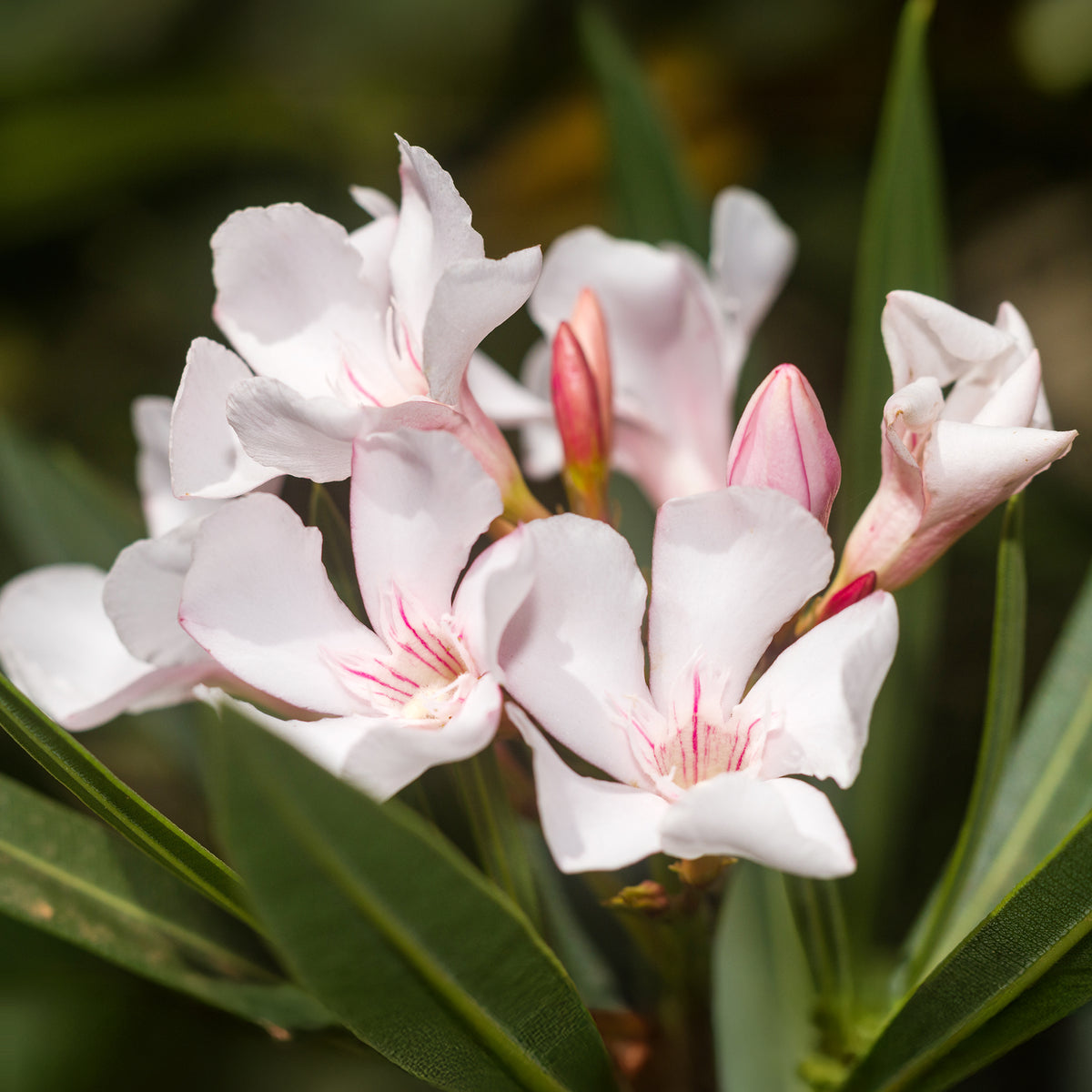 Oleander Harriet Newding - Willemse