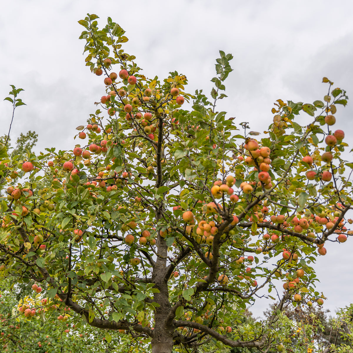 Appelboom Gravenstein - Willemse