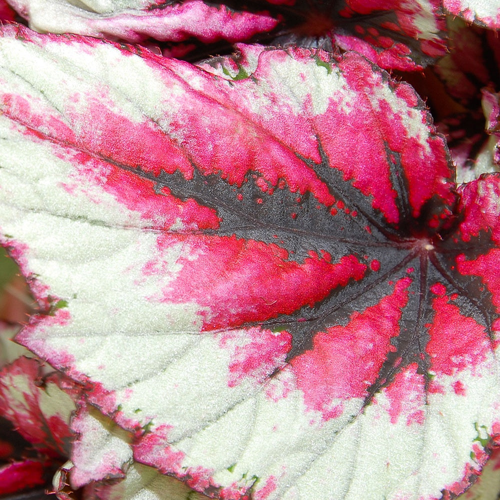 Bladbegonia 'Evening Glow' - Begonia beleaf evening glow
