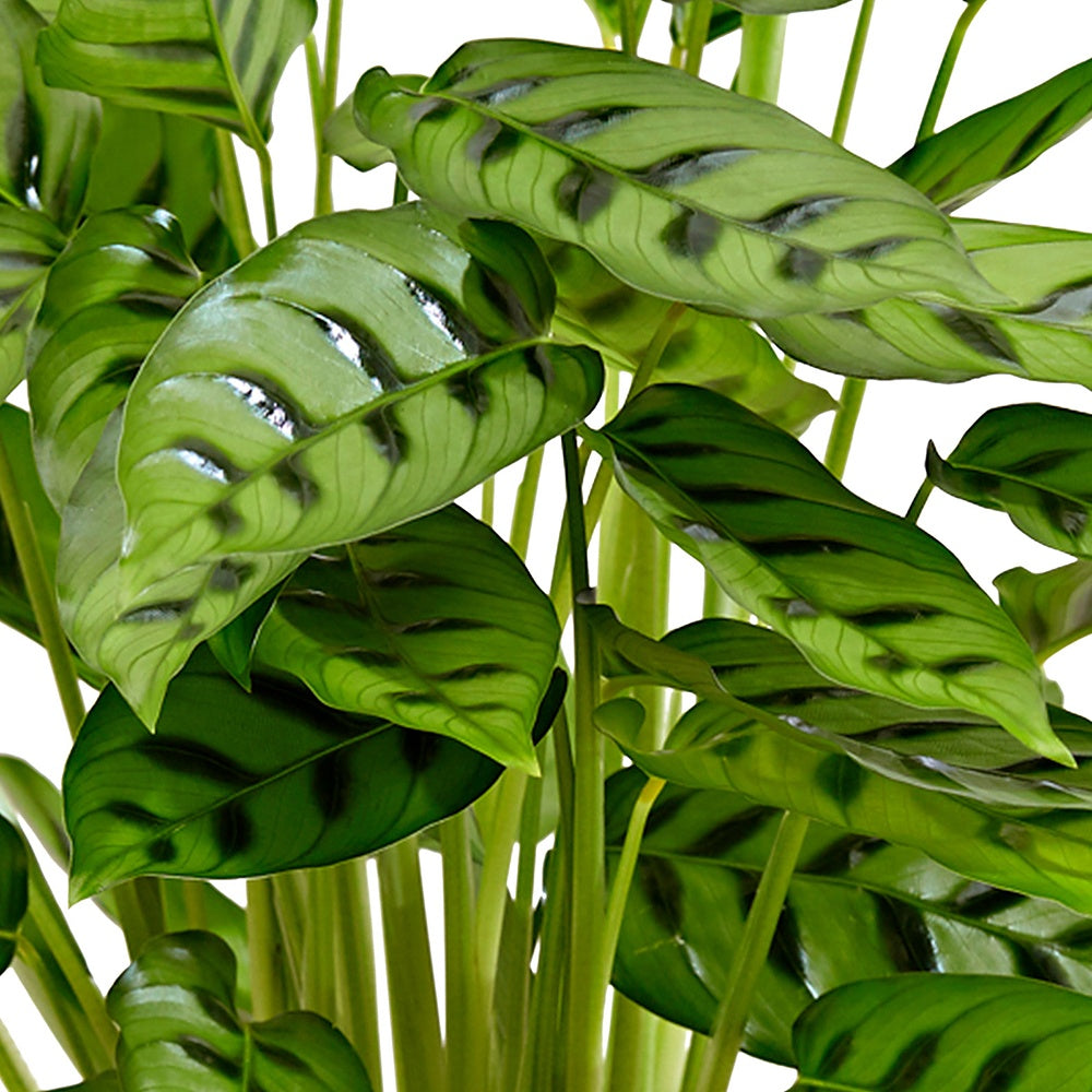 Pauwenplant 'Leopardina' - Calathea leopardina