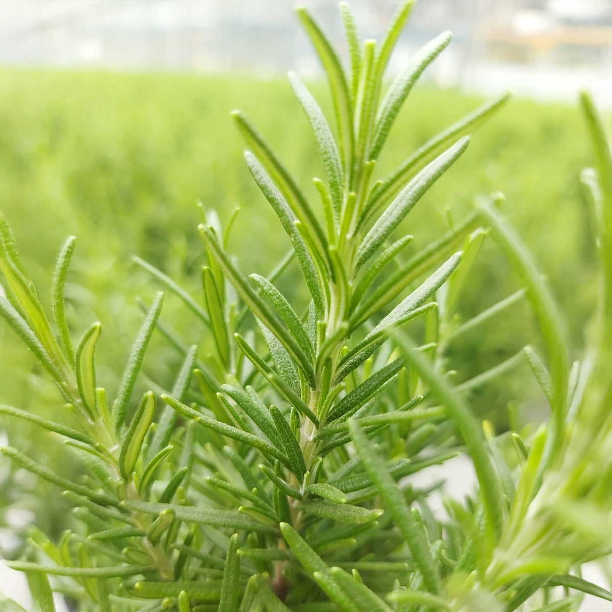 Rozemarijn 'Christmas Tree' - Rosmarinus officinalis Christmas Tree - Willemse