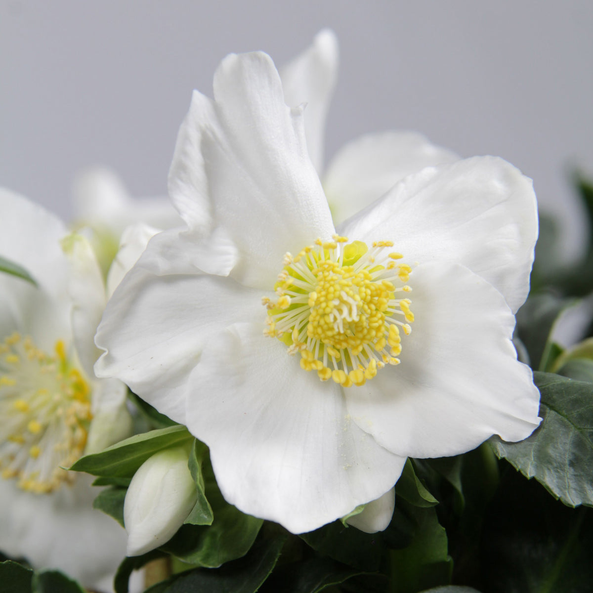 Kerstroos 'Christmas Carol' en met kerstpot - Helleborus niger Christmas Carol - Willemse
