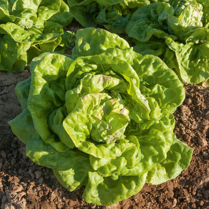 Kropsla 'May Queen' - Willemse