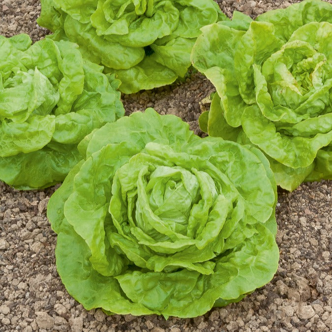 Minisla 'Gotte Jaune D'Or' - Willemse