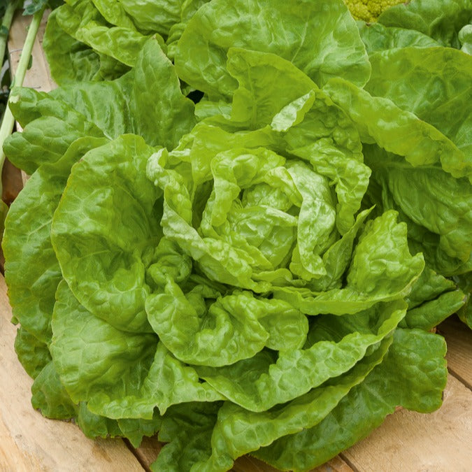 Wintersla 'Merveille d'Hiver'