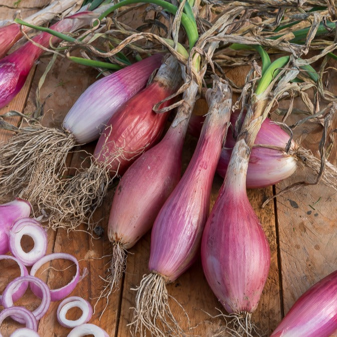 Rode ui 'Red Long of Florence'