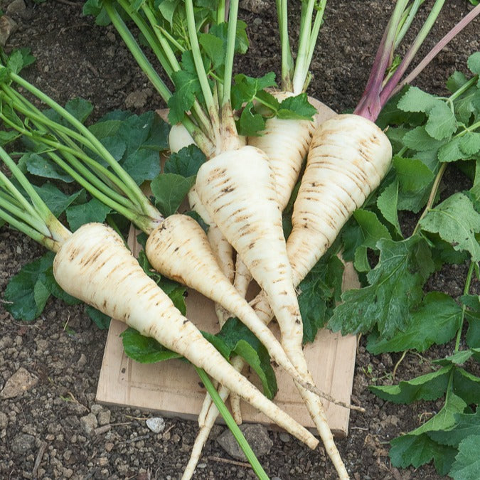 Pastinaak 'Demi-Long De Guernsey' - Willemse