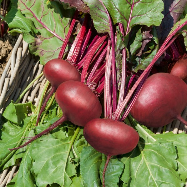 Bieten Mix 'd'Egypt' + 'Detroit'