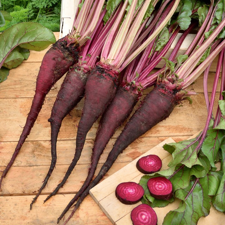 Rode biet 'Crapaudine' - Willemse