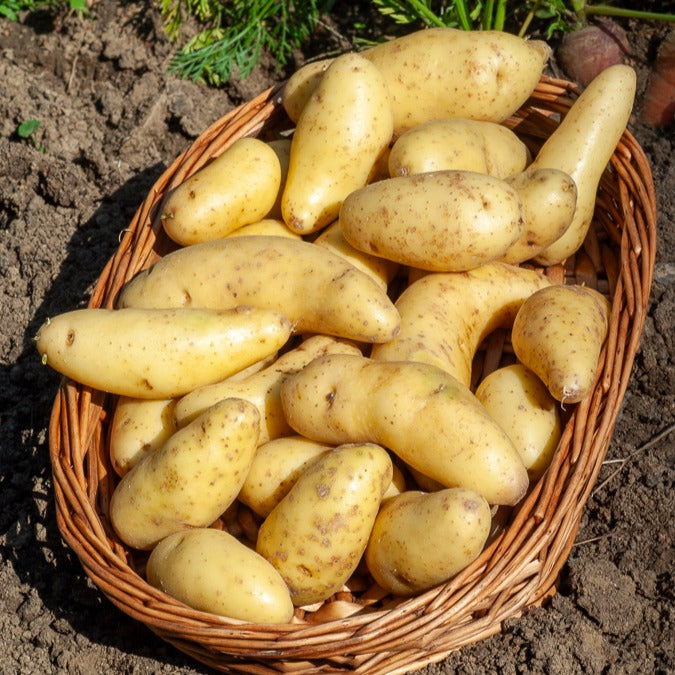 Solanum tuberosum ratte - Aardappel 'Ratte' (x25) - Aardappelplanten