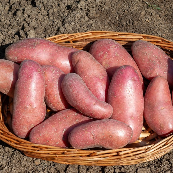 Aardappel 'Chérie' (x25)