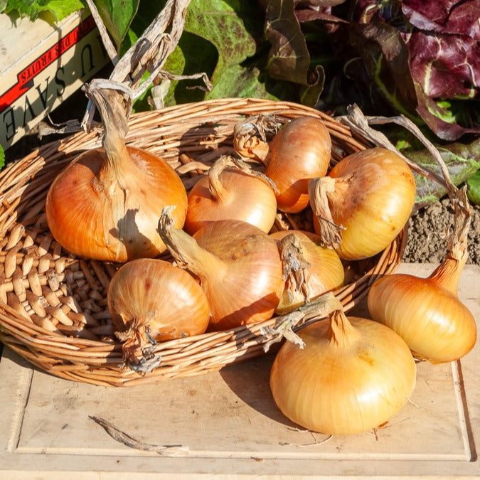 Gele ui 500 gram bloembollen - Willemse