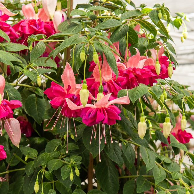 Dubbelbloemige fuchsia 'Bella Rosella' (x3)