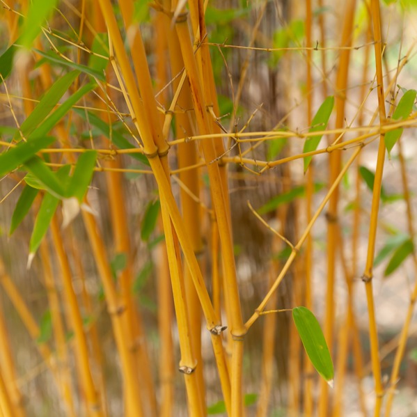 Bamboe Phyllostachys 'Aureocaulis' - Phyllostachys aureosulcata aureocaulis