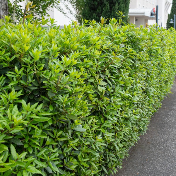 Laurierstruik - Willemse