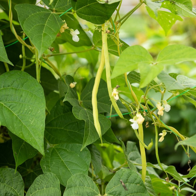 Staakboon 'Monte Gusto'