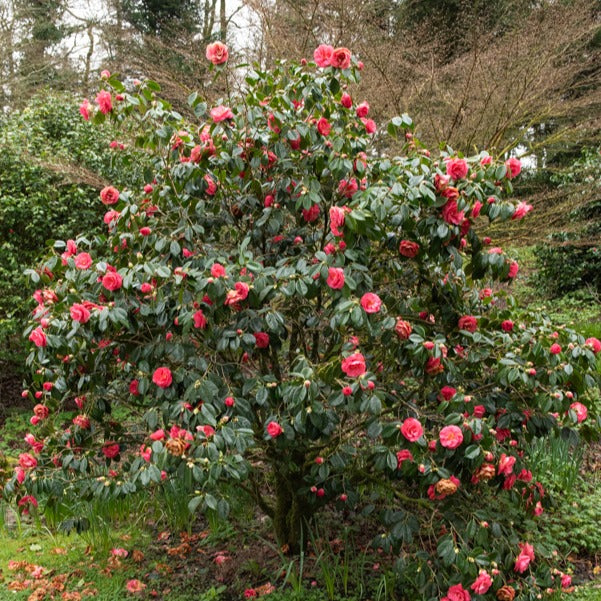 Dubbelbloemige Japanse roos - Camellia Mathotiana rosea - Willemse