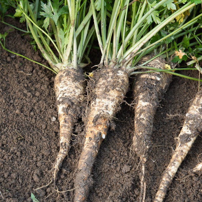 Wortelpeterselie halflange