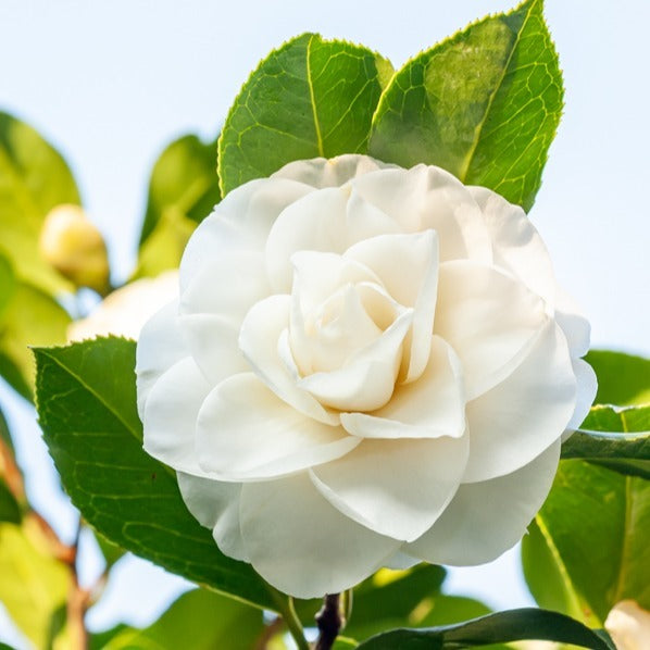 Camellia japonica, Arundinaria murielae, Acer palmatum Atropurpureum - Japanse roos, bamboe, Japanse esdoorn (x3) - Heesters