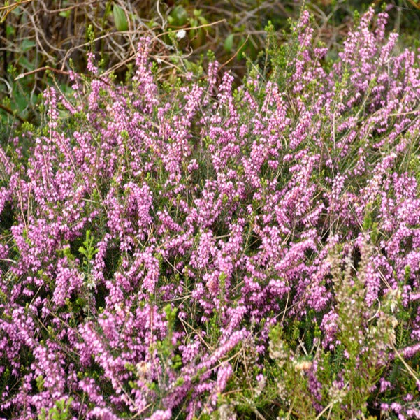 Winterheide 'Furzey' - Willemse
